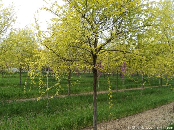 垂柳圖片垂柳基地實拍 垂柳圖片垂柳基地實拍