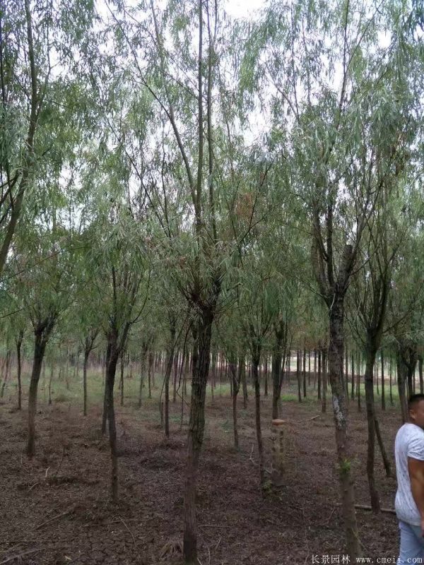 垂柳圖片垂柳基地實拍 垂柳圖片垂柳基地實拍