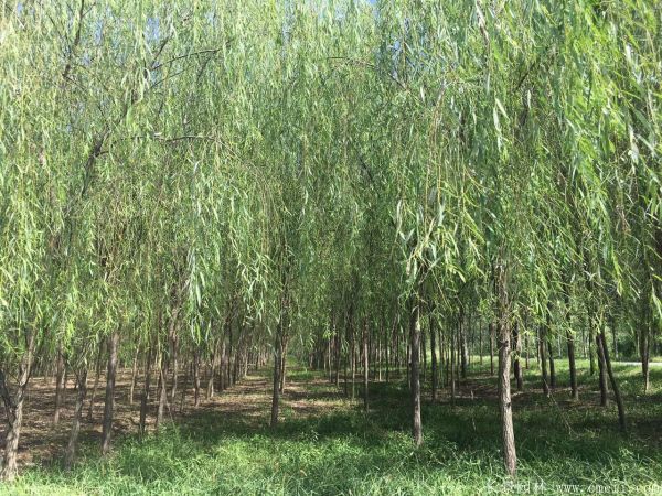 垂柳圖片垂柳基地實拍 垂柳圖片垂柳基地實拍