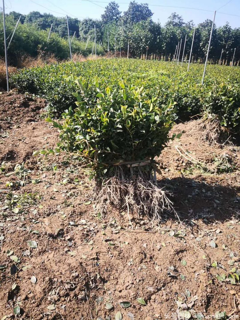 茶梅苗 茶梅苗